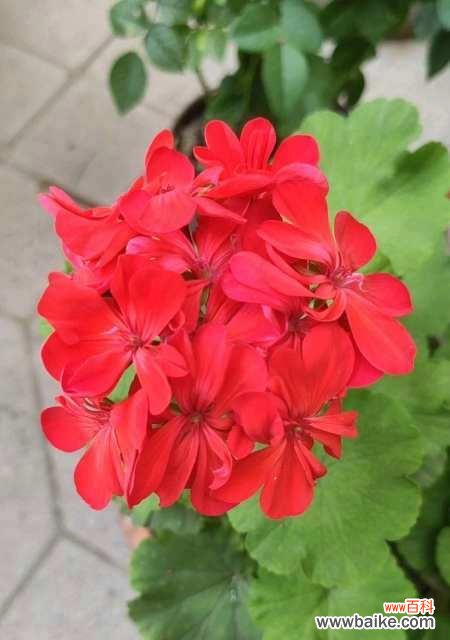 揭开天竺葵的来历和深刻寓意 天竺葵