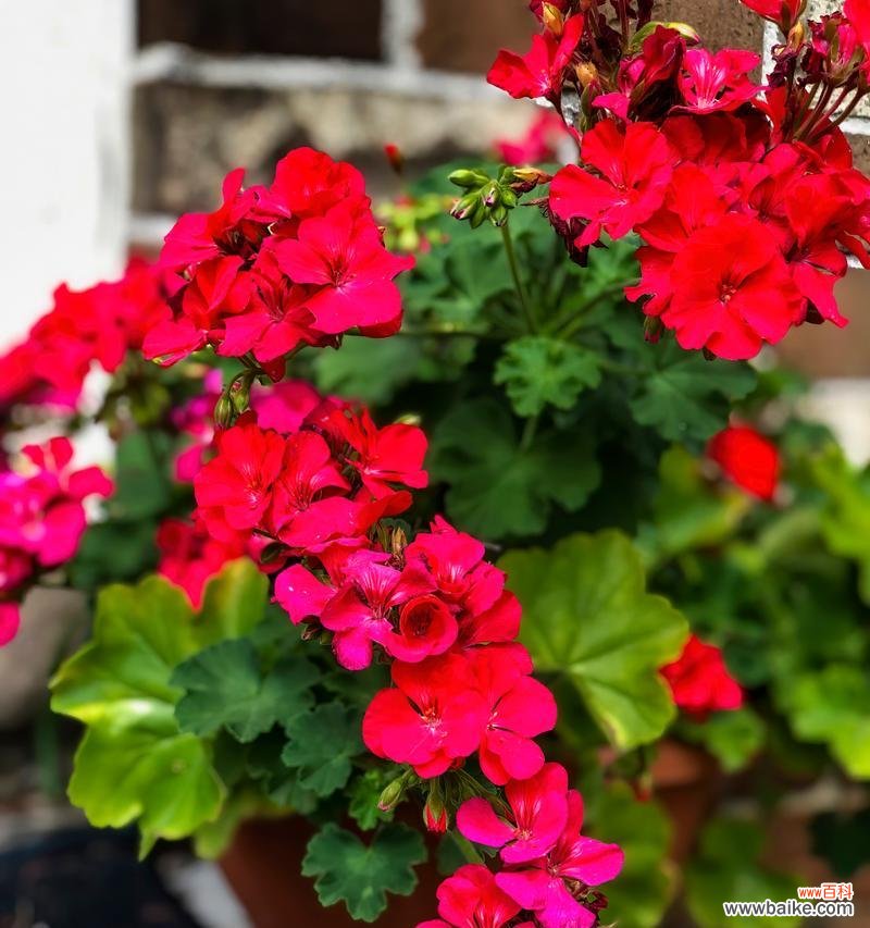 揭开天竺葵的来历和深刻寓意 天竺葵
