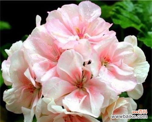 揭开天竺葵的来历和深刻寓意 天竺葵