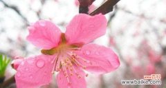 桃花开满山坡 桃花的花语——爱情的象征