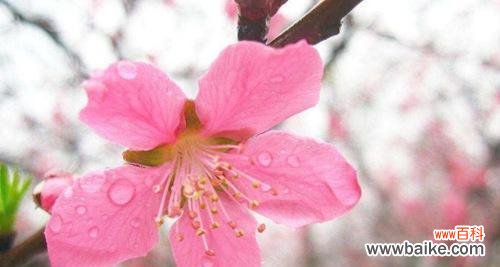 桃花开满山坡 桃花的花语——爱情的象征