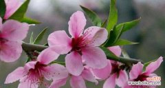 探寻桃花花语的深意 桃花的花语——美丽与希望