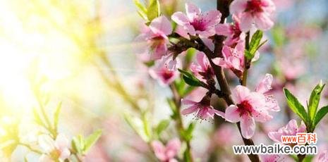 桃花传递的爱情与美好 桃花花语与象征意义