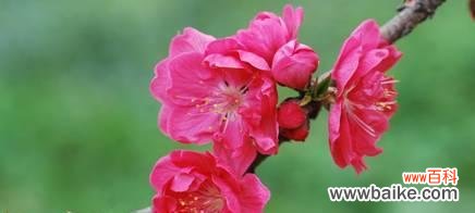 桃花传递的爱情与美好 桃花花语与象征意义