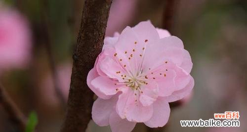 桃花传递的爱情与美好 桃花花语与象征意义