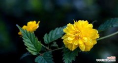 美丽绽放于纷繁尘世之上的花卉 探寻以棠棣花的寓意