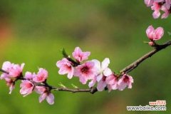 用一朵花的语言传递情感与希望 桃花花语的意义与象征