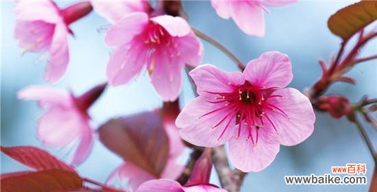 探索桃花的花语 桃花花语——寓意美丽与爱情的象征