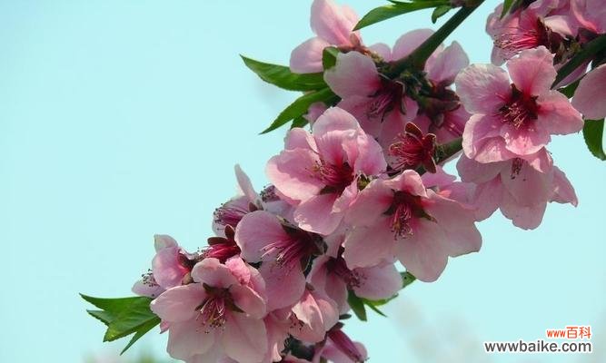 探索桃花的花语 桃花花语——寓意美丽与爱情的象征