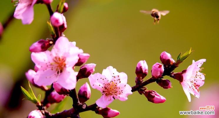深入探究桃花的象征意义及其在古代文学中的应用 桃花的寓意与象征在古代文化中的意义