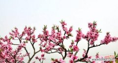 揭示桃花的寓意和象征意义 桃花