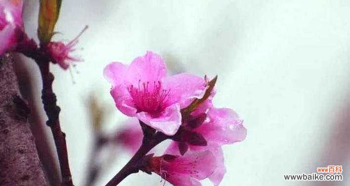 揭示桃花的寓意和象征意义 桃花