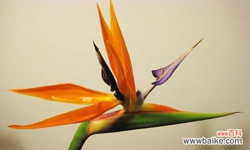 唤醒心灵的神秘语言 传说中的天堂鸟花语