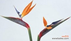 唤醒心灵的神秘语言 传说中的天堂鸟花语