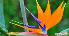 以天堂鸟花语解读大自然的秘密 天堂鸟花语——自由与热情的象征