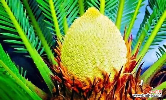 探寻铁树花的花语之美 铁树花开，芬芳如梦