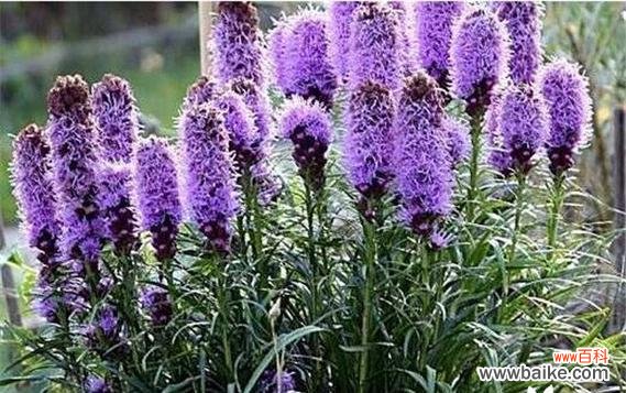 探寻铁树花的花语之美 铁树花开，芬芳如梦