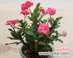 唤起生命力的红色奇迹 铁海棠的寓意与象征风水