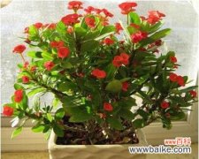 唤起生命力的红色奇迹 铁海棠的寓意与象征风水