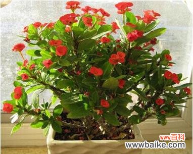 唤起生命力的红色奇迹 铁海棠的寓意与象征风水