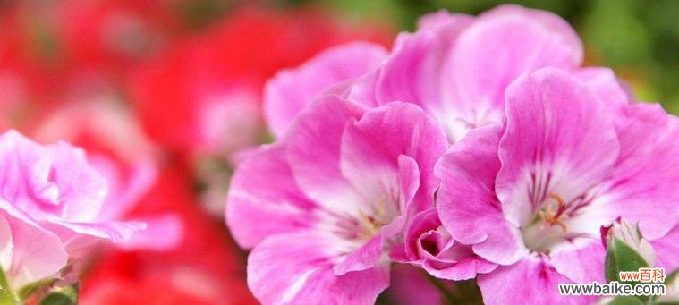 追逐梦想的勇气与热情 天竺葵花语的象征与寓意——热情、勇气与爱情的化身