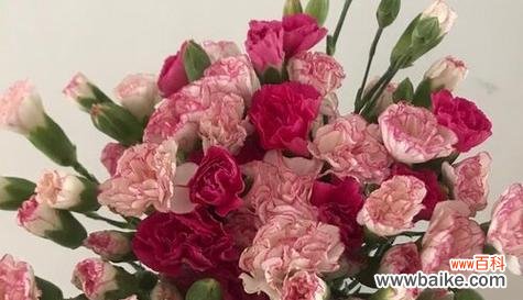 玫瑰花语解析与表白技巧 用玫瑰花来表白的花语