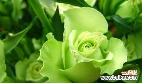 红玫瑰花语 以玫瑰花的花语为表白的意思