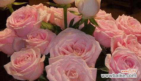 红玫瑰花语 以玫瑰花的花语为表白的意思