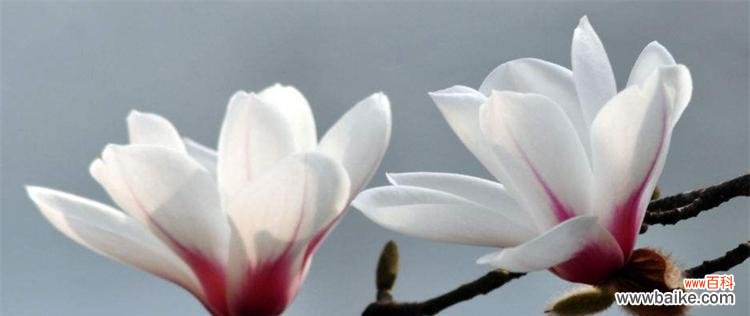 红玫瑰花语 以玫瑰花的花语为表白的意思