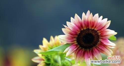 以百合花的花语探索沉默的价值 寂静的花园