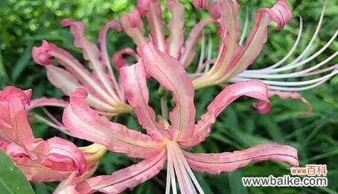 以百合花的花语探索沉默的价值 寂静的花园