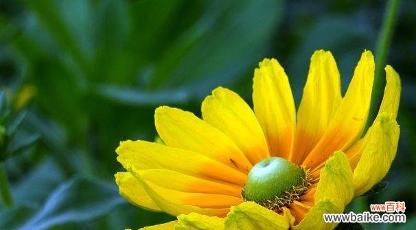 阳光照耀下的一朵向日葵 以向日葵的花语为主题的成长故事