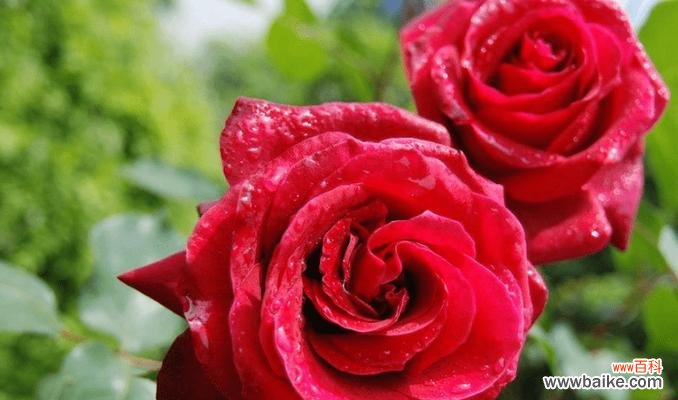 阳光照耀下的一朵向日葵 以向日葵的花语为主题的成长故事