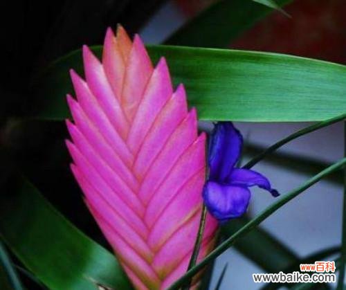 揭秘剑兰花语的残酷真相 残忍的花语——剑兰花