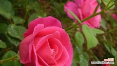 以玫瑰花的花语诉说初恋的美好与纯真 初恋花开，情丝绵绵