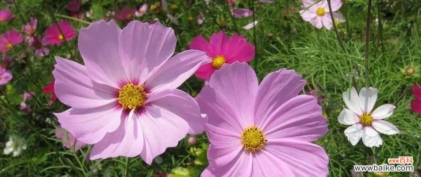 揭秘波斯菊的神秘花语,了解其隐藏的寓意 以波斯菊的花语和寓意象征意义是什么?