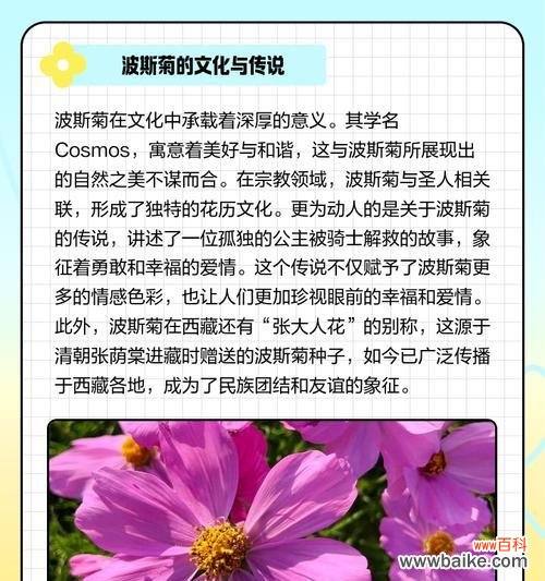 揭秘波斯菊的神秘花语,了解其隐藏的寓意 以波斯菊的花语和寓意象征意义是什么?