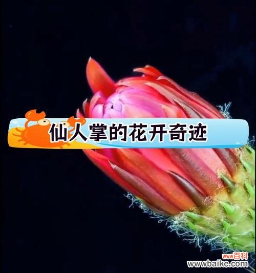 探寻仙人掌的独特象征与生活智慧 仙人掌的象征意义及其启示