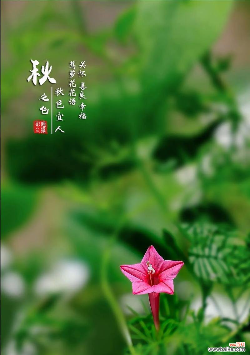 阳光、快乐、希望——向日葵的愉悦寓意 快乐之花——向日葵的花语