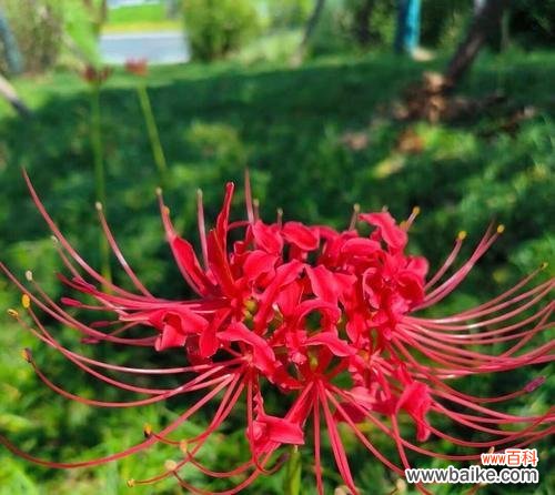 冷漠、漠然、无情、疏离 冷漠的花语——玫瑰花的冷漠之美