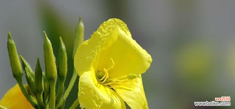 红杏生肖的象征意义及文化传承 以红杏代表什么生肖？