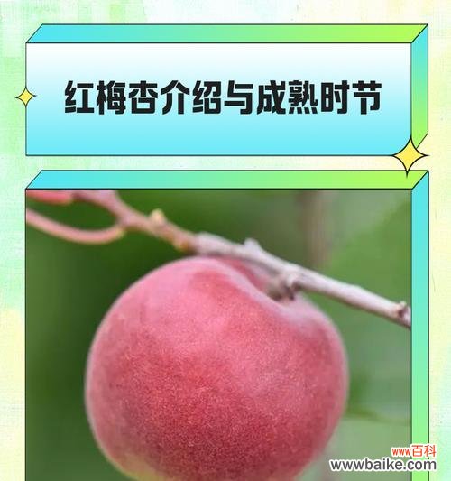 红杏生肖的象征意义及文化传承 以红杏代表什么生肖？