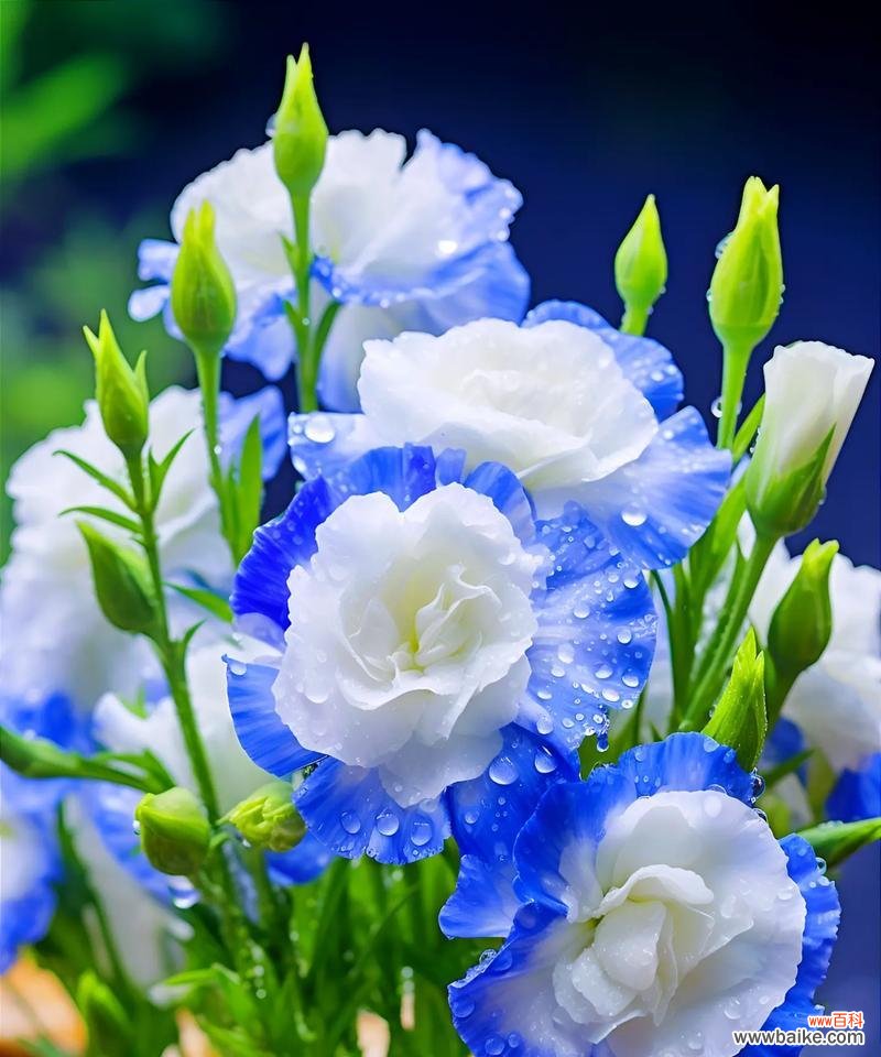 桔梗花语的神奇力量与文化内涵 桔梗花语与寓意——传递美好祝福的花朵