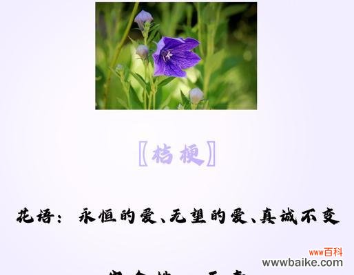 桔梗花语的神奇力量与文化内涵 桔梗花语与寓意——传递美好祝福的花朵