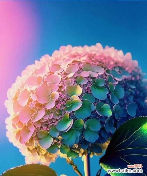 积极向上的花朵，散发生命的力量 花开如意，向上生长