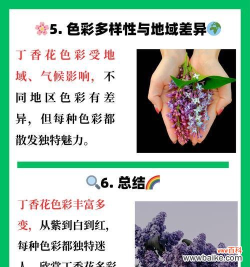 传递爱与守护的丁香花，承载着多种心情 丁香花花语及其代表意义