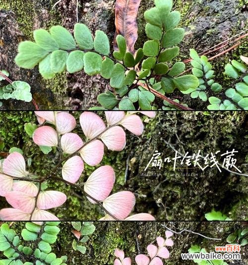 探究铁线蕨的寓意和传达的信息 铁线蕨花语的含义及象征意义