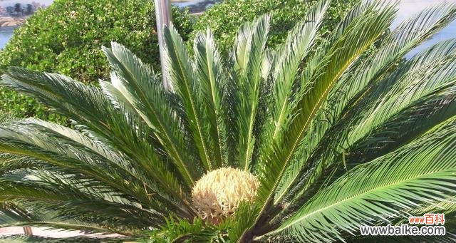 探索人生中的无限可能性 以铁树开花——坚持追求奇迹的意义