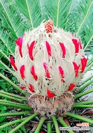 探索人生中的无限可能性 以铁树开花——坚持追求奇迹的意义