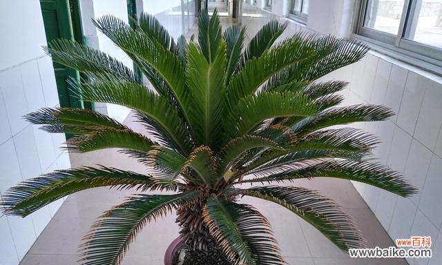 探寻铁树的生命力与坚韧力量 铁树的寓意与象征意义